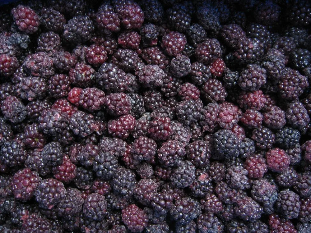 Export Standard Iqf Blackberry Fruits Buy Iqf Blackberry Export
