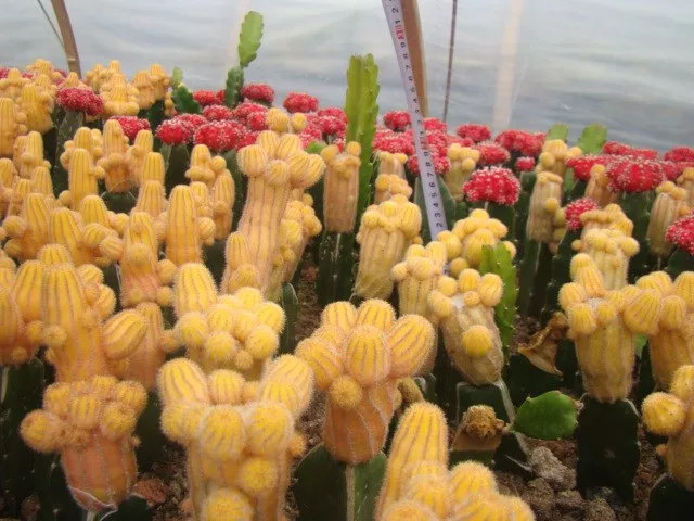 Chamaecereus sylvestri f. variegata.JPG