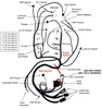 2008-2015 LS3 6.2L Standalone Wiring Harness with 4L60E Transmission 58X DRIVE BY WIRE DBW