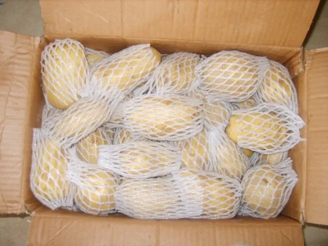 potato2010-2