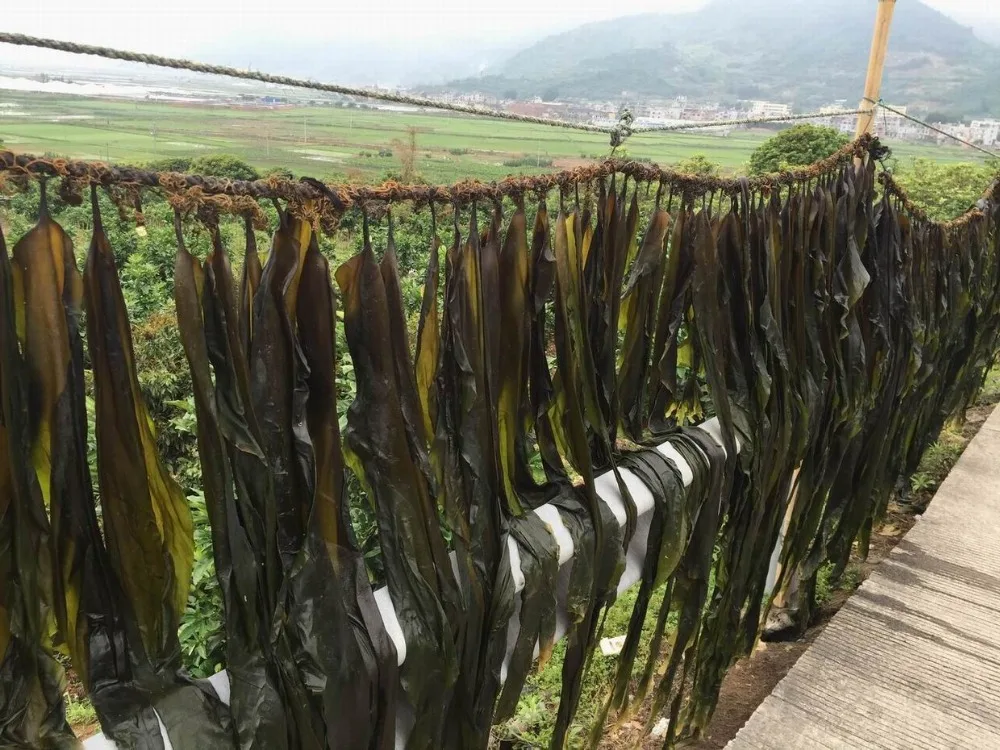 Dried Seaweed Kelp/kombu For Miso Soup Buy Dried Kelp,Bulk Kelp,Dried