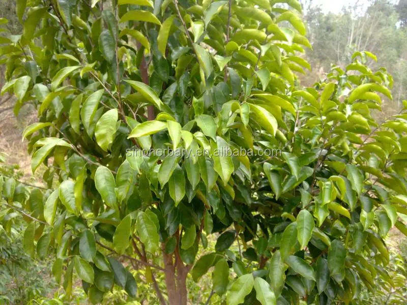 Agarwood Seeds,Aquilaria Seeds,Aquilaria Trees Seeds,Aquilaria Crassna ...