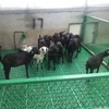 plastic slatted flooring for goat / sheep/ dairy & poultry