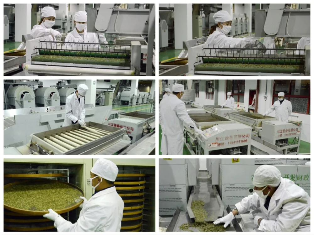 Tea Processing