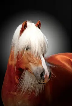 Haflinger Cavalli Buy Haflinger Cavallo Product On Alibaba Com