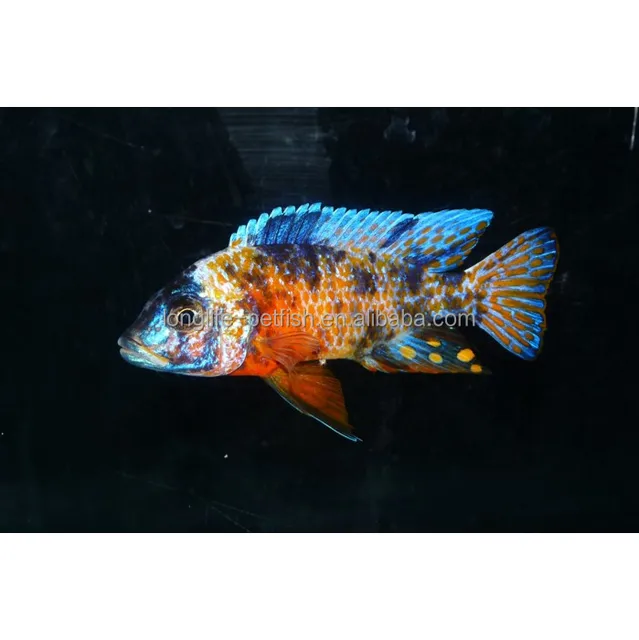 Guzel Ob Tavuskusu Ciklit Canli Balik Tayvan Buy Live Fish Aulonocara Spp Var Charming Fish Product On Alibaba Com