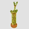 bonsai tree chinese fengshui wheel green decoration braided lucky bamboo plants