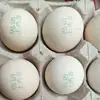 advanced cheap high stability tij printing machine with edible ink cartridge batch printing on eggs