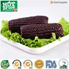 Twin Pack Fresh Waxy Purple Corn Non-GMO