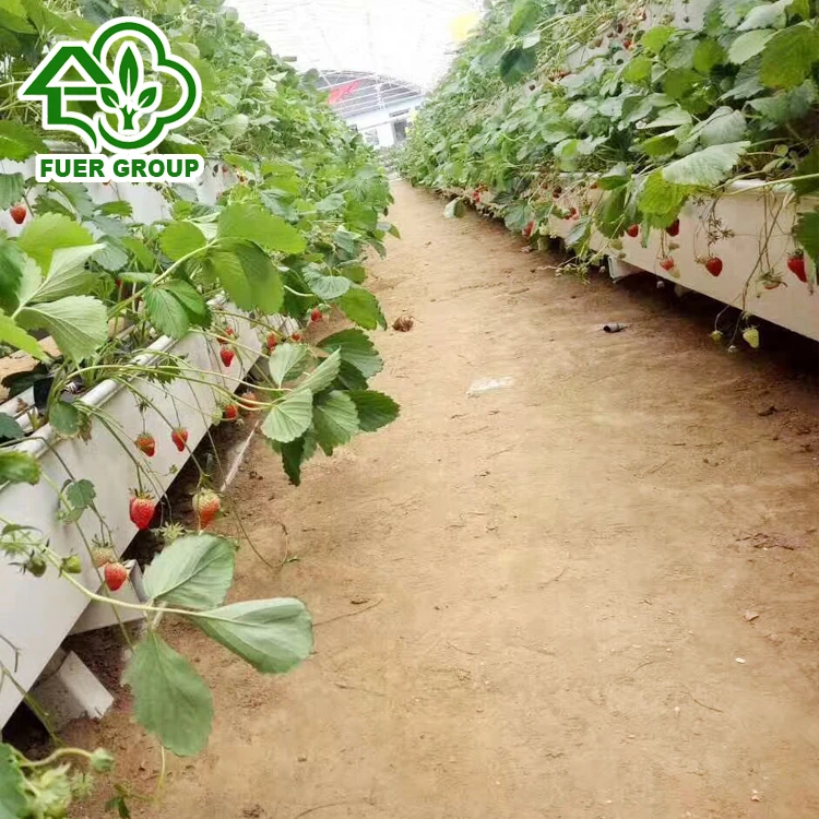 Aquaponic blueberries 