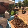 Chile Queen Bees