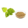 100% natural Lemon Balm Extract powder/Lemon Balm P.E 5:1