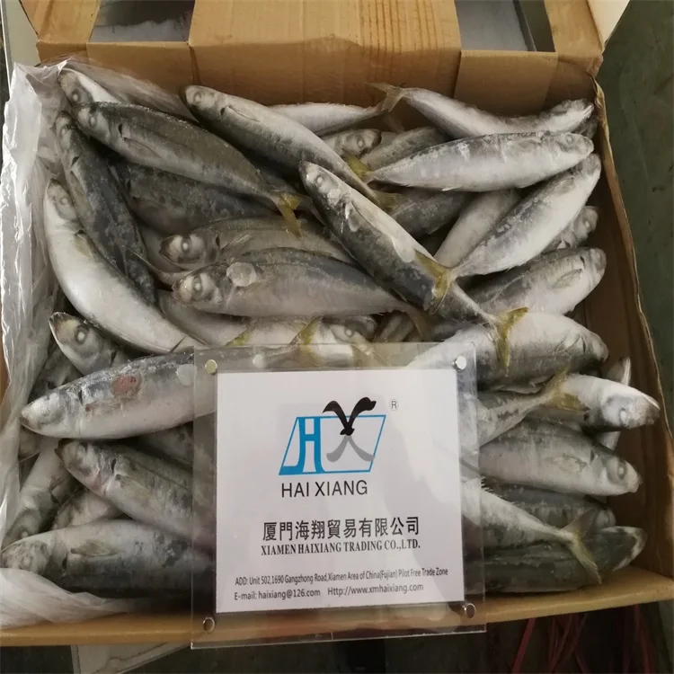 mackerel fish