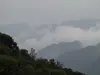 Native Forest with 90 hectares