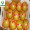 Excellent export quality fresh juicy honey pomelo grapefruit