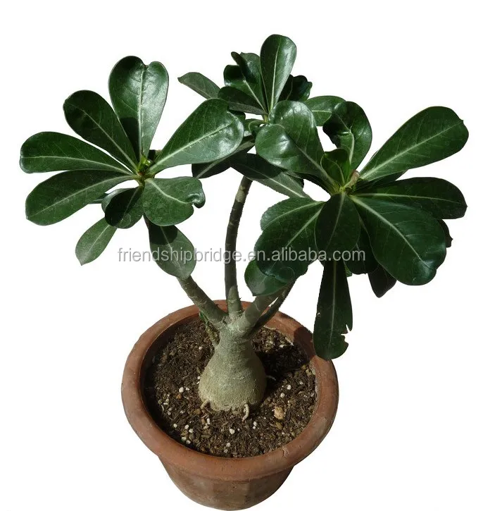 5 pcs Desert Rose Fleur Adenium Obesum /"PIVOINE/" Bonsai Graines