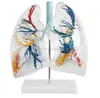 biology human anatomical Model of the Transparent Lung Segment
