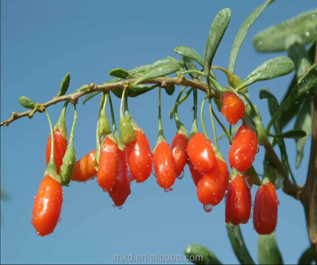 dried fruit goji berry health maintenance india pakistan