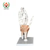 SY-N008 Skeleton Model School Hand model