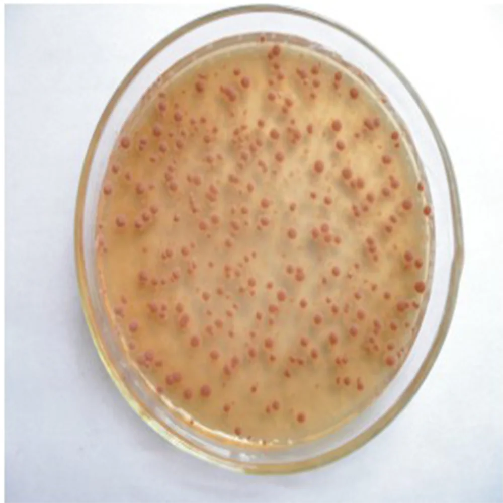 what-is-nitrifying-bacteria-what-is-its-purpose-pdfsdocnts-x-fc2