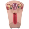Training model of intrauterine contraceptives for female