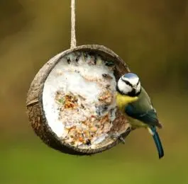 Coconut Shell Birds Feeder Buy Birds Nest Product On Alibaba Com