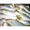 Hot Selling Frozen Yellow Croaker Fish Dotted Gizzard Shad 100g Up
