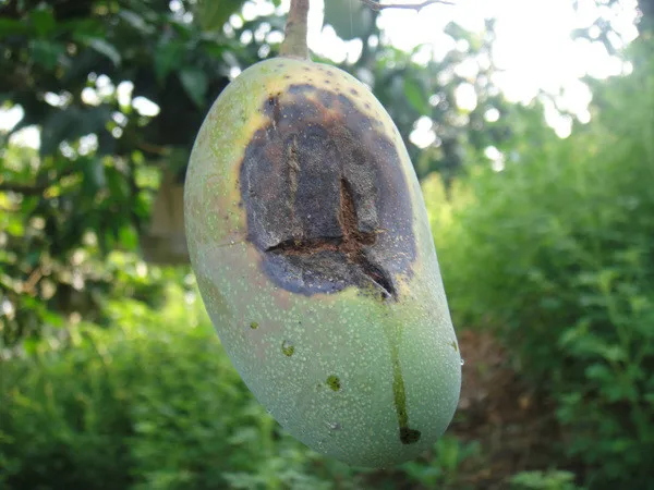 高品质便宜价格 azoxystrobin 杀菌剂 98% 96% tc