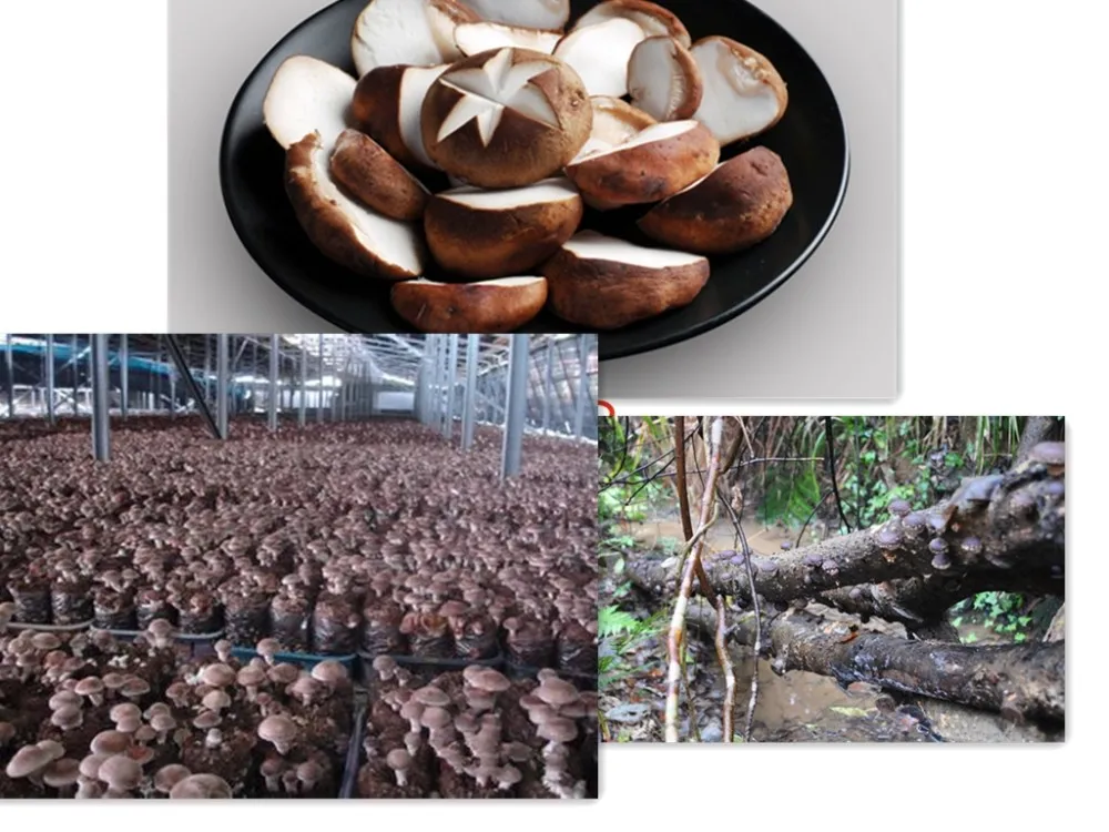 High Quality Shitake Mushroom Extract Mycelium For Hpv Polysaccharide