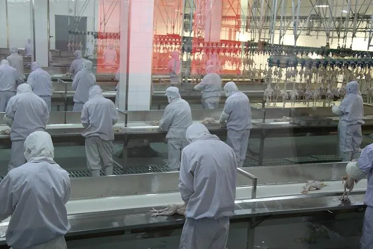 1000bph Capacity Poultry Line For Chicken/halal Chicken Slaughterhouse