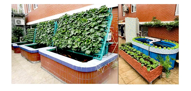 aquaponics system (8).jpg