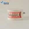 High quality B9-01 Model 28pcs Teaching Ortho metal bracket teeth model