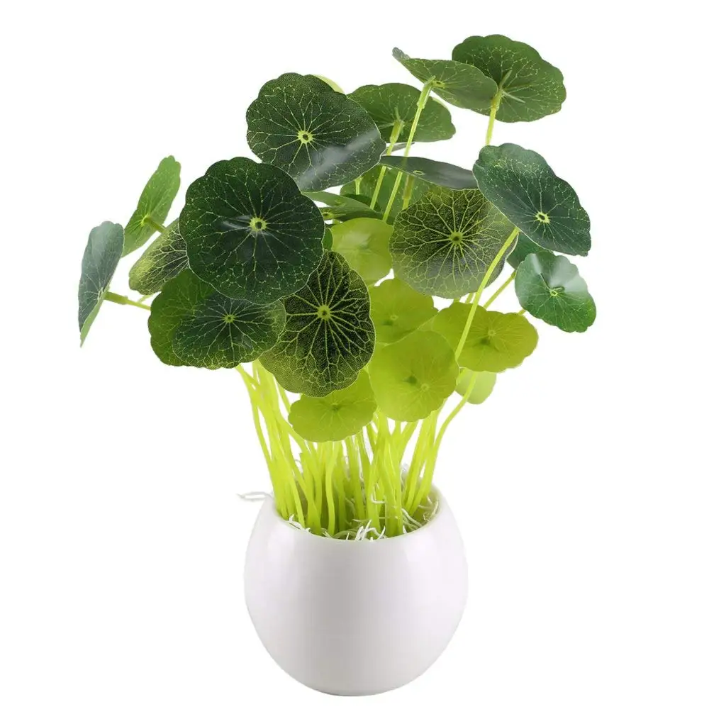 50pcs Pilea Peperomioides Money Plant Seeds Tree Home Garden