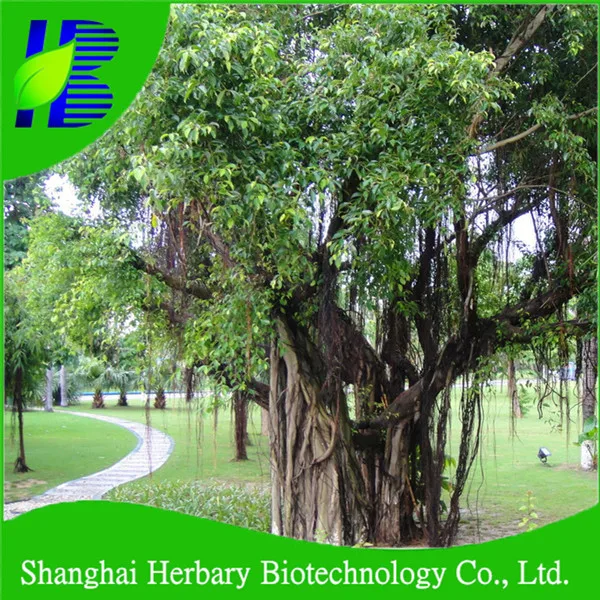 2020 New Arrival Tropical Tree Seeds Of Bodhi Tree Buy Bodhi,Bodhi