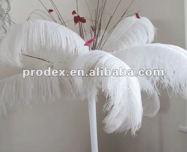 plumes for sale