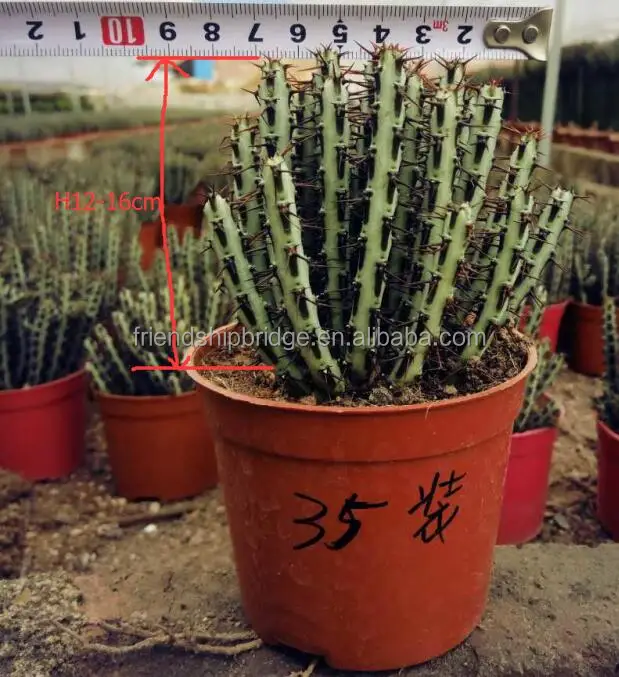  Kaktus  pot  tanaman Euphorbia aeruginosa Tanaman berkayu ID 