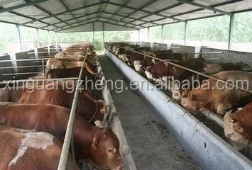 Light Weight Prefab Steel Cow Shed Buildings For Sale 