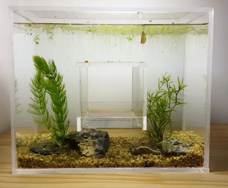 62 Koleksi Aquarium Divider Design Terbaik