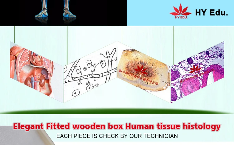 002 histology slides.jpg