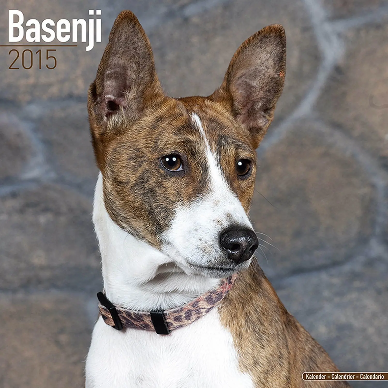 Buy Basenji Calendar Breed Specific Basenjis Calendar 2015 Wall 
