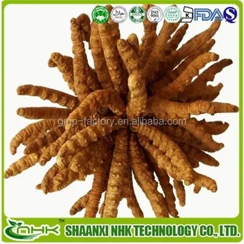 Download High Quality Chinese Caterpillar Fungus,Cordyceps Sinensis ...
