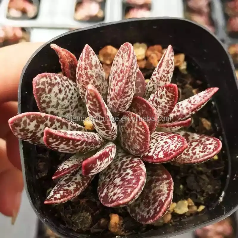 Adromischus Marianiae 8.jpg