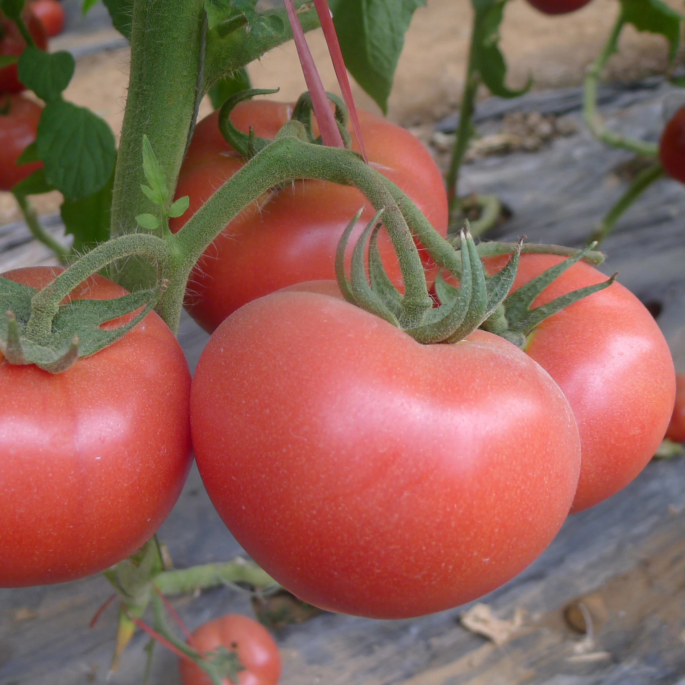 семена томатов гибридные