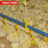 automatic poultry farm nipple drinking watering system for chickens