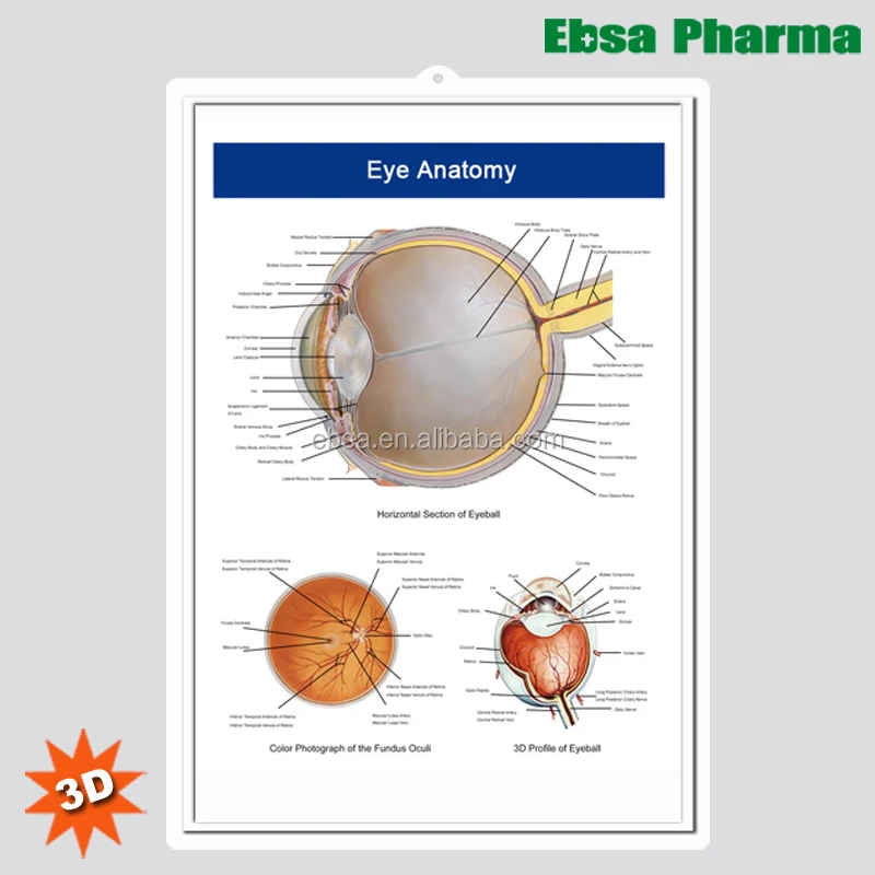 Eye Medical Chart