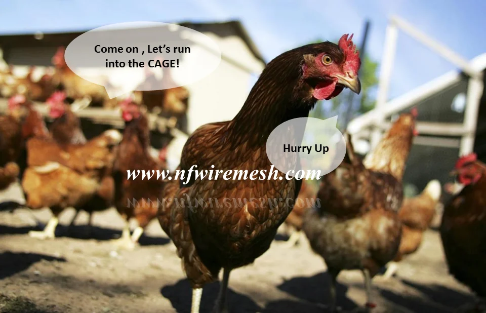 Otomatik Tavuk Damlama Temizleme Zambiya Tabak Kumes Hayvanlari Ciftlik Tavuk Kafesi Guangzhou Fabrika Buy Layer Poultry Cages For Kenya Farms Poultry Layer Cage For Sale Uganda Poultry Farm Automatic Chicken Layer Cage Product