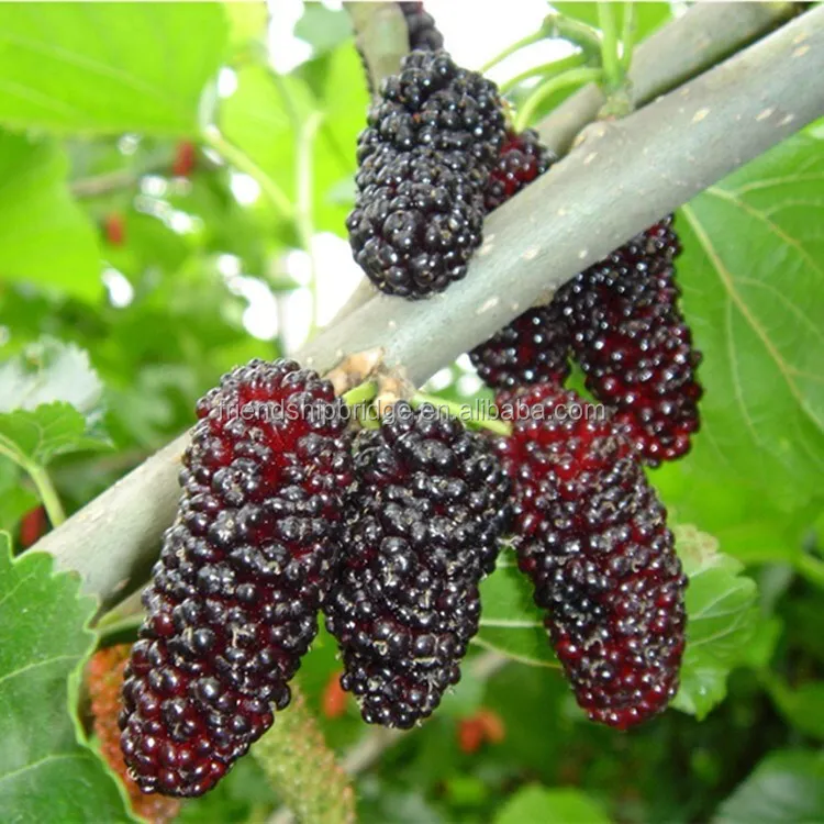 Super Sweet Purple Black Long Mulberry Fruit Tree - Buy Mulberry Fruit ...