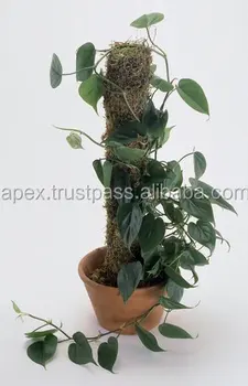 Decorative Plant Pots Indoor In India - Buy Coco Poles Exporters ... Decorative Plant Pots Indoor In India - Buy Coco Poles Exporters ...