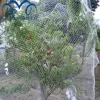 invisible bird capture net vineyard anti bird nylon netting for catching birds
