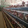 China factory supply hot sale poultry house/chicken poultry layer cage
